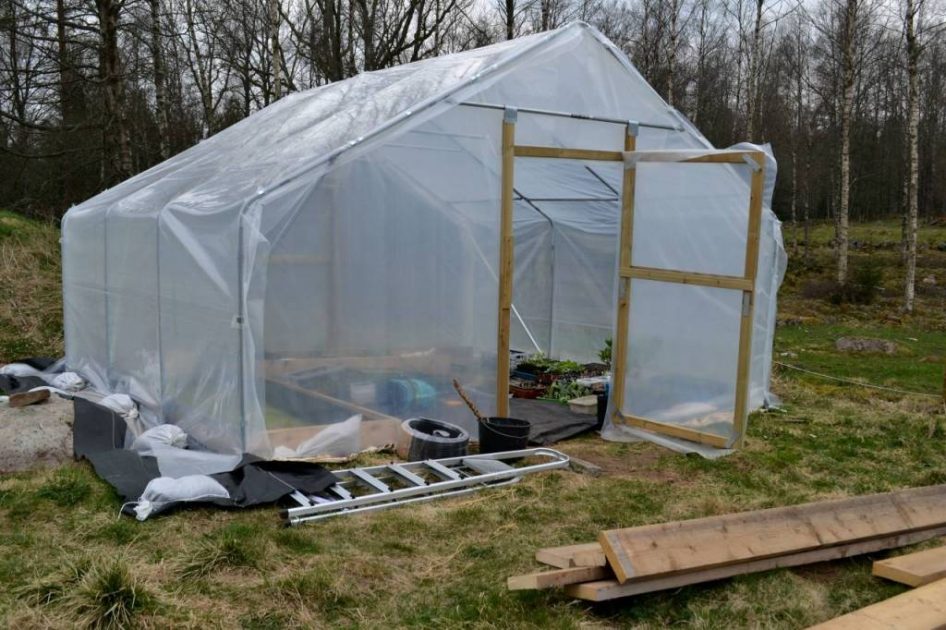 Odla tomater i hinkar utan botten Sara Bäckmo