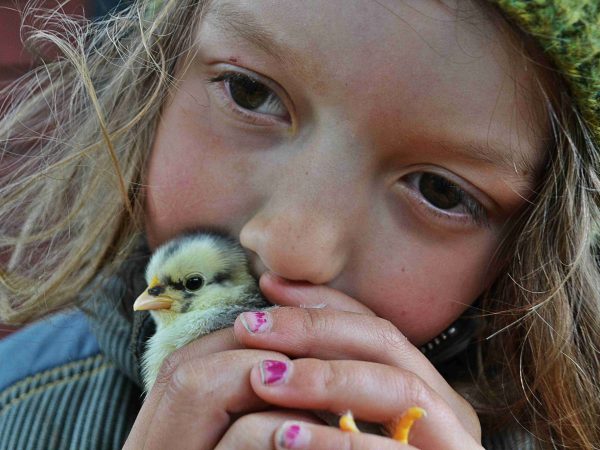Barn gosar med kyckling