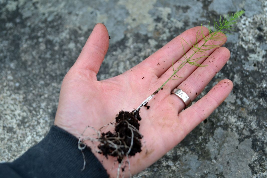 En liten sparrisplanta ligger i min hand. All about asparagus, a new asparagus plant in my hand.