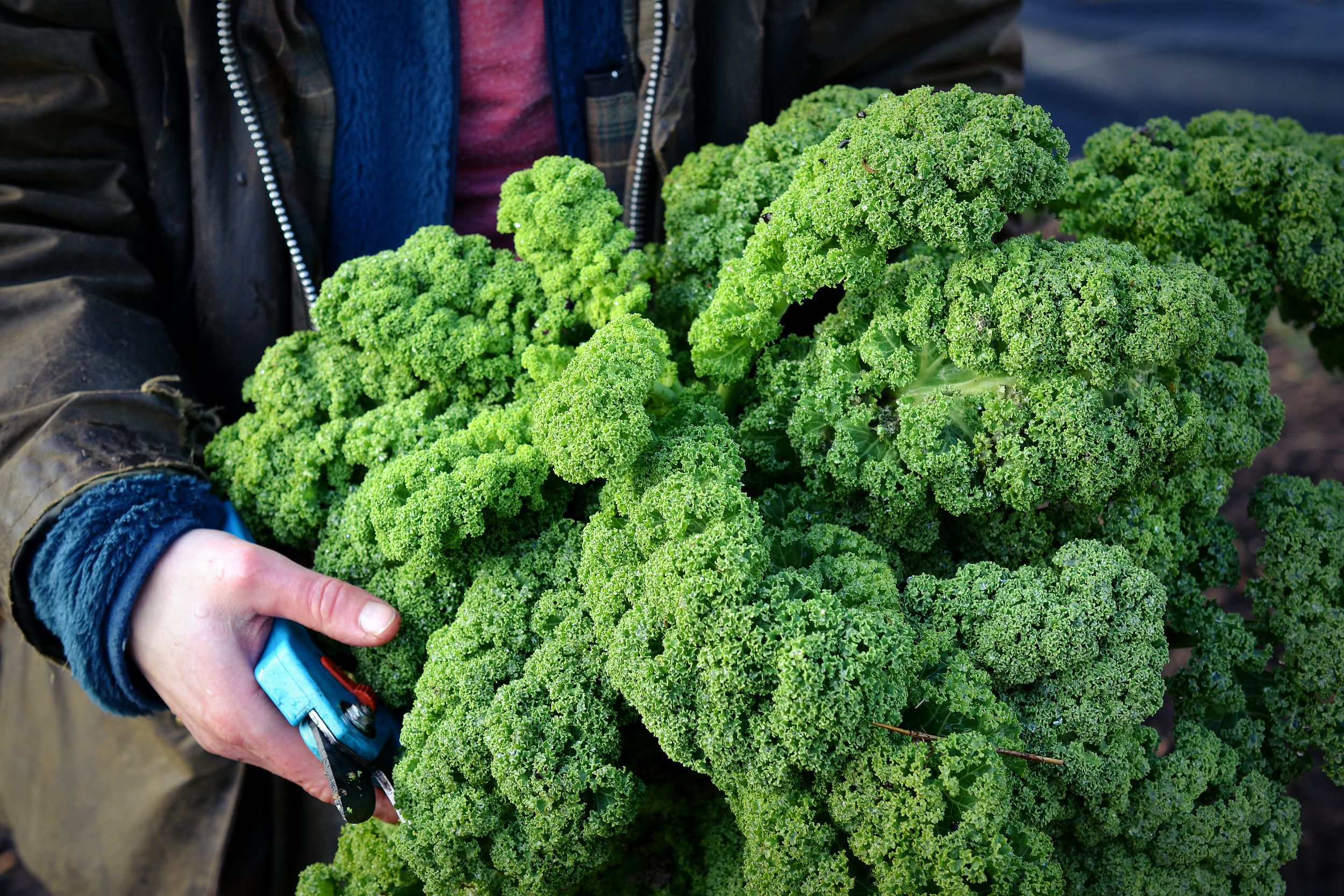 grönkål jul skillnadenstradgard_gronkal_skord   Sara Bäckmo