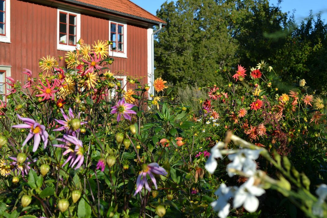 Köksträdgård med mängder av sommarblommor.