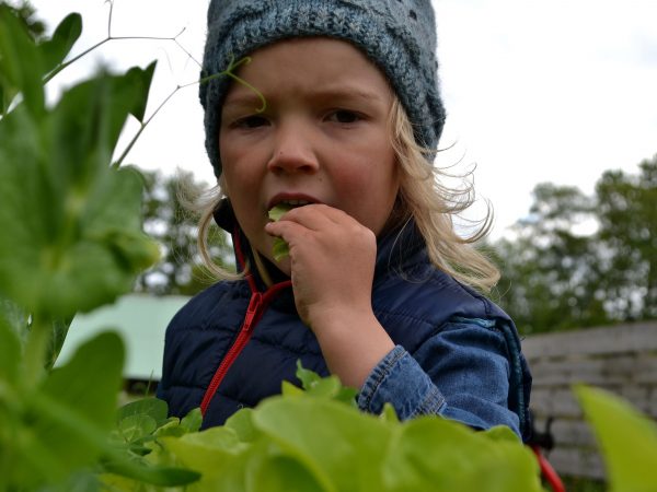 En pojke äter sallat i köksträdgården.