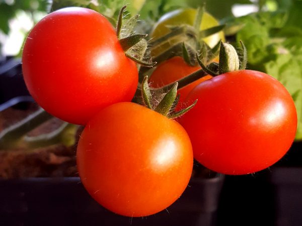 Solmogna små tomater på en planta.