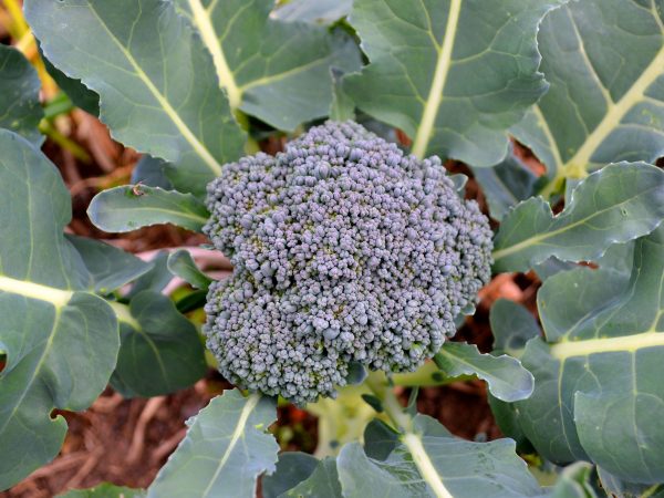 Ett stort fint toppskott av broccoli på en planta.