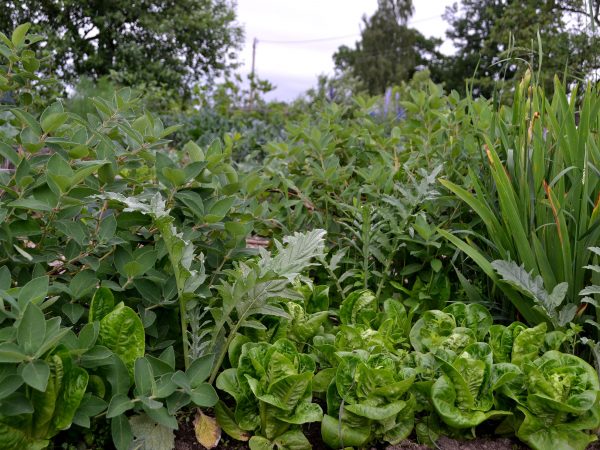 En grön växtplats med grönsaker och bärbuskar i olika höjd.