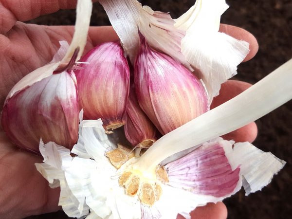 En hand med läckra lila klyftor av vitlök