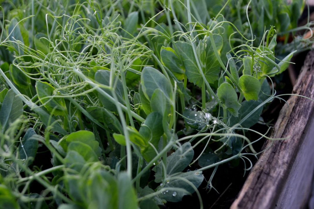 Ärtskott som väller ut från en pallkrage. Pea shoots in a pallet collar.