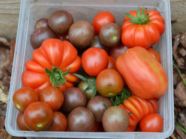 Nyskördade tomater i en plastbytta.