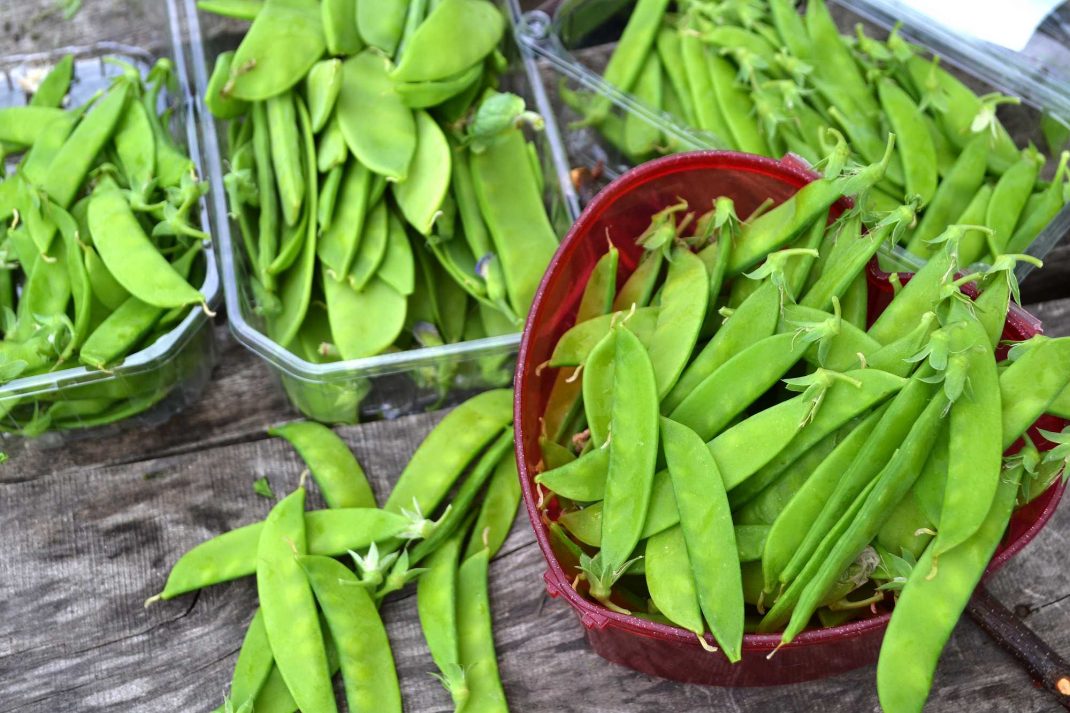 Mängder av gröna skördade sockerärter. A large batch of newly harvested snow peas. 