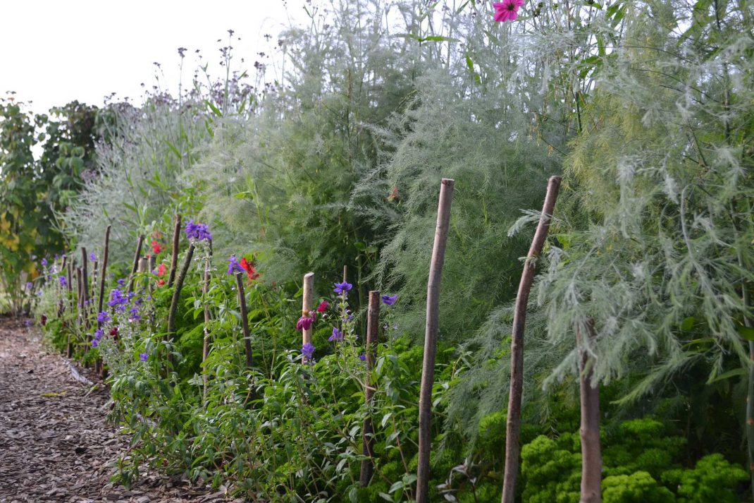 En frodig grön plantering med färgklickar från sommarblommor i.