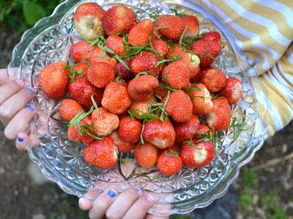 Ett stort fat med jordgubbar bärs av barnhänder med blått nagellack.