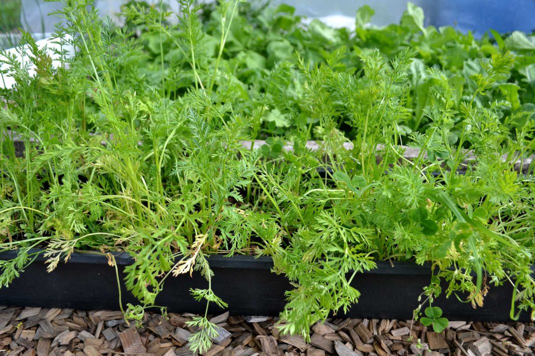 My wintersown baby carrots Sara Bäckmo