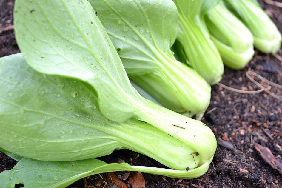 How to grow baby bok choy (pak choi) Sara's Kitchen Garden
