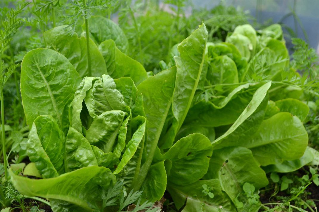 Små fina gröna sallatshuvuden på rad. Useful vegetables, little lettuce heads.