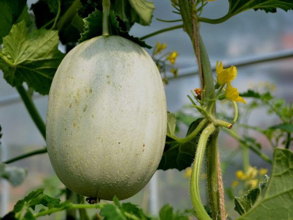 En melon hänger på en planta.