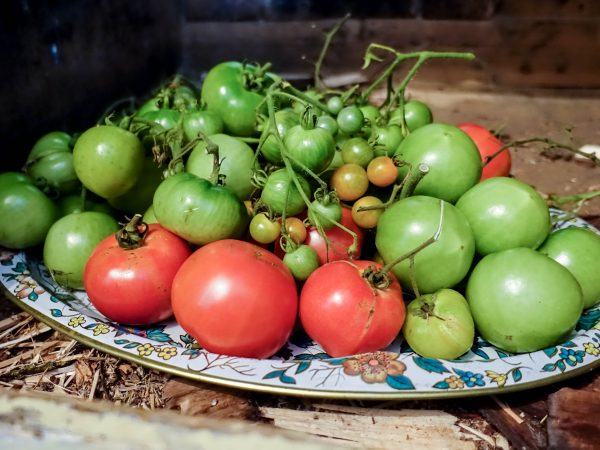 Tomater ligger på en stor bricka.