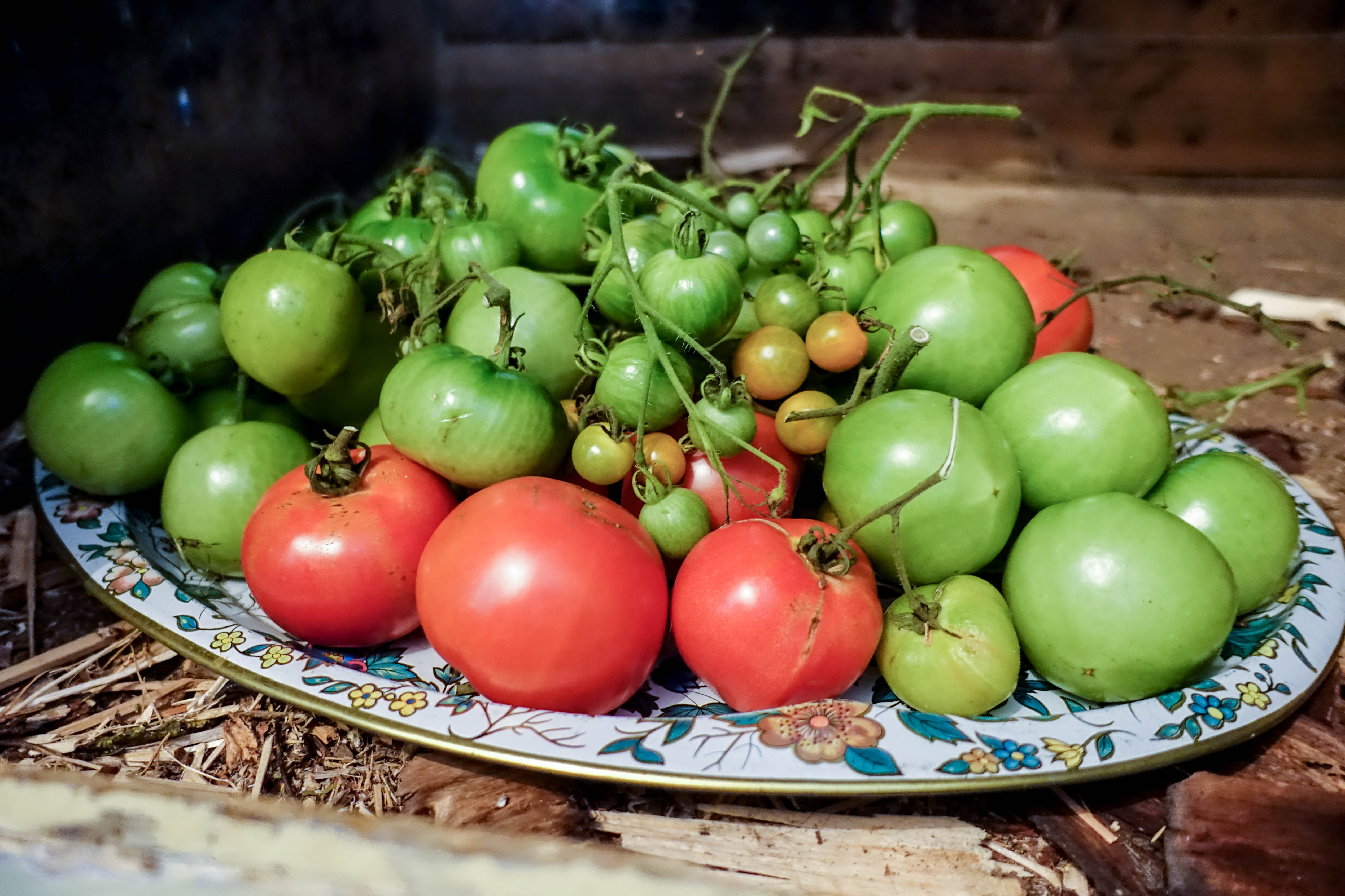 How to Ripen tomatoes indoors Sara's Kitchen Garden