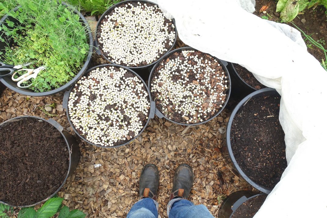 Pea shoots in pots seen from above