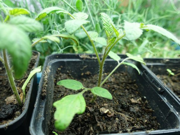 I en fyrkantig, svart plastkruka står en liten tomatplanta.