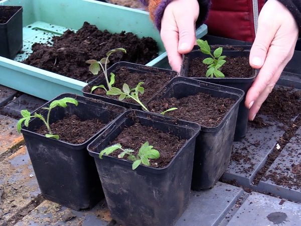 Bild på små krukor med nyplanterade tomater.