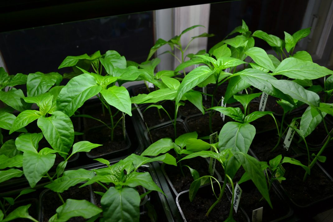 Massor av halvhöga chiliplantor växer under extrabelysning i ett fönster.