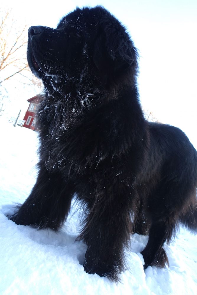 En svart newfoundlandshund i snö.