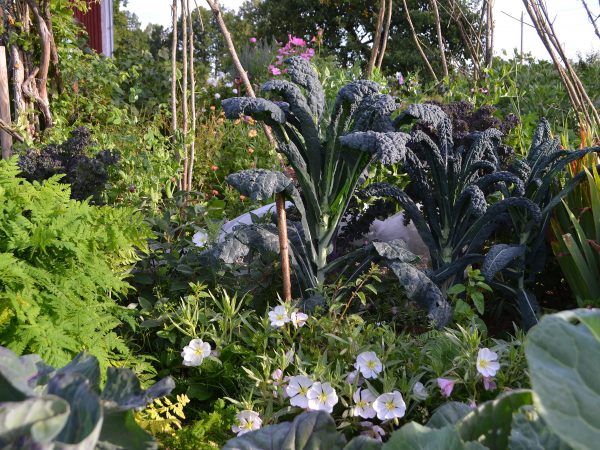 En köksträdgård med många blandade växter, bland annat en hög svartkål.