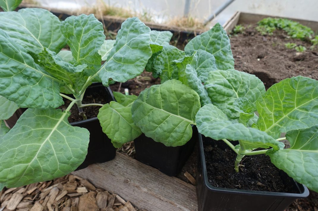 Fina gröna kålplantor i svarta krukor i tunnelväxthus. Leggy plants, little cabbage plants in black pots.