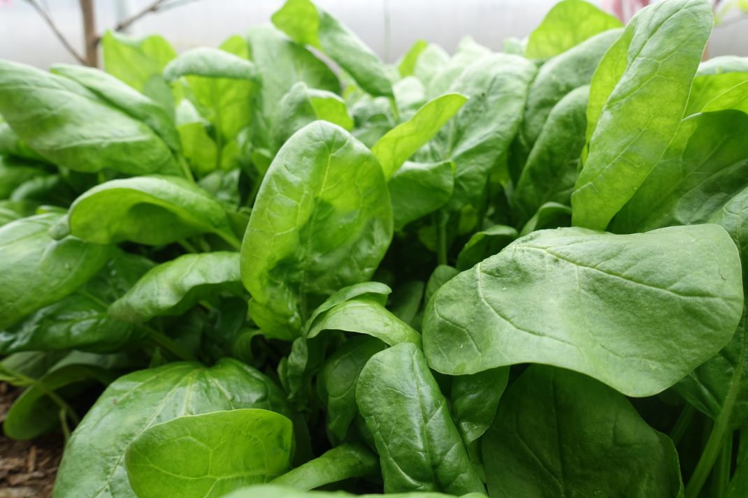 Närbild på ett gäng speantblad. Winter sow, a close-up of spinach.