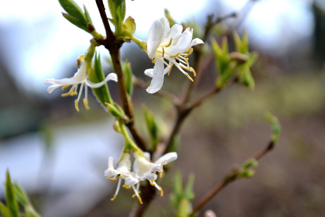 En vaniljvit blomma på nästan bar kvist. Growing honeyberries, a white flower on the bush. 