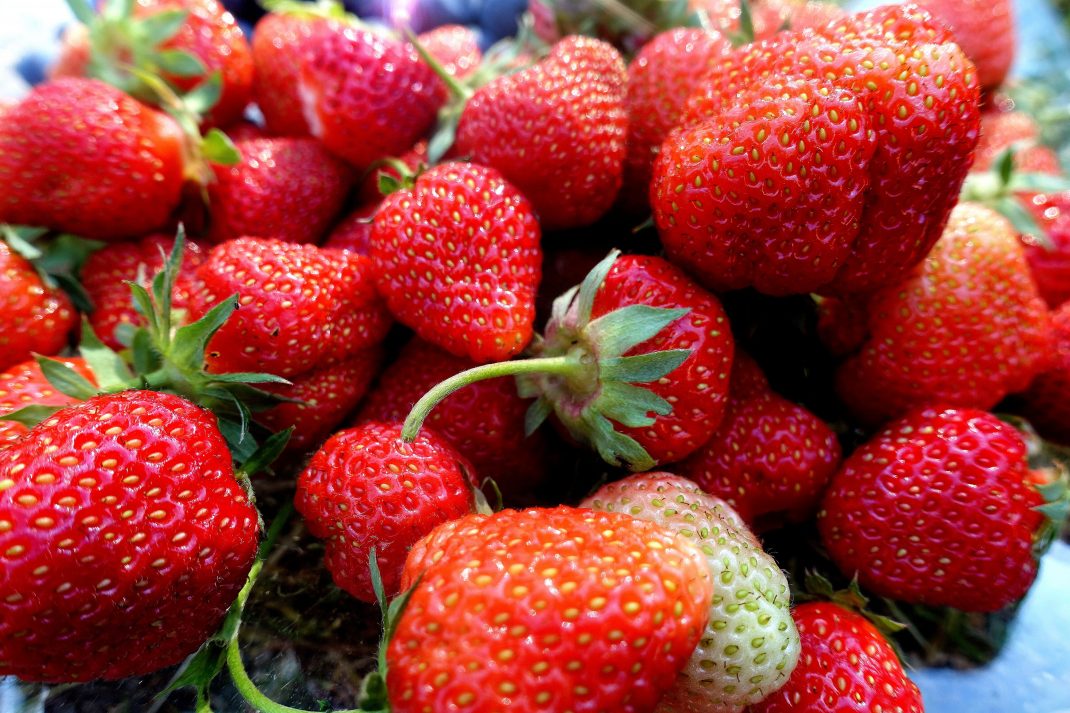 Närbild på läckra röda jordgubbar på ett fat. Growing remontant strawberries, close-up of bright red strawberries on a plate.