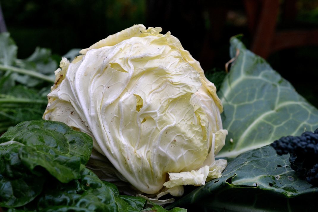 A nearly white cabbage. 