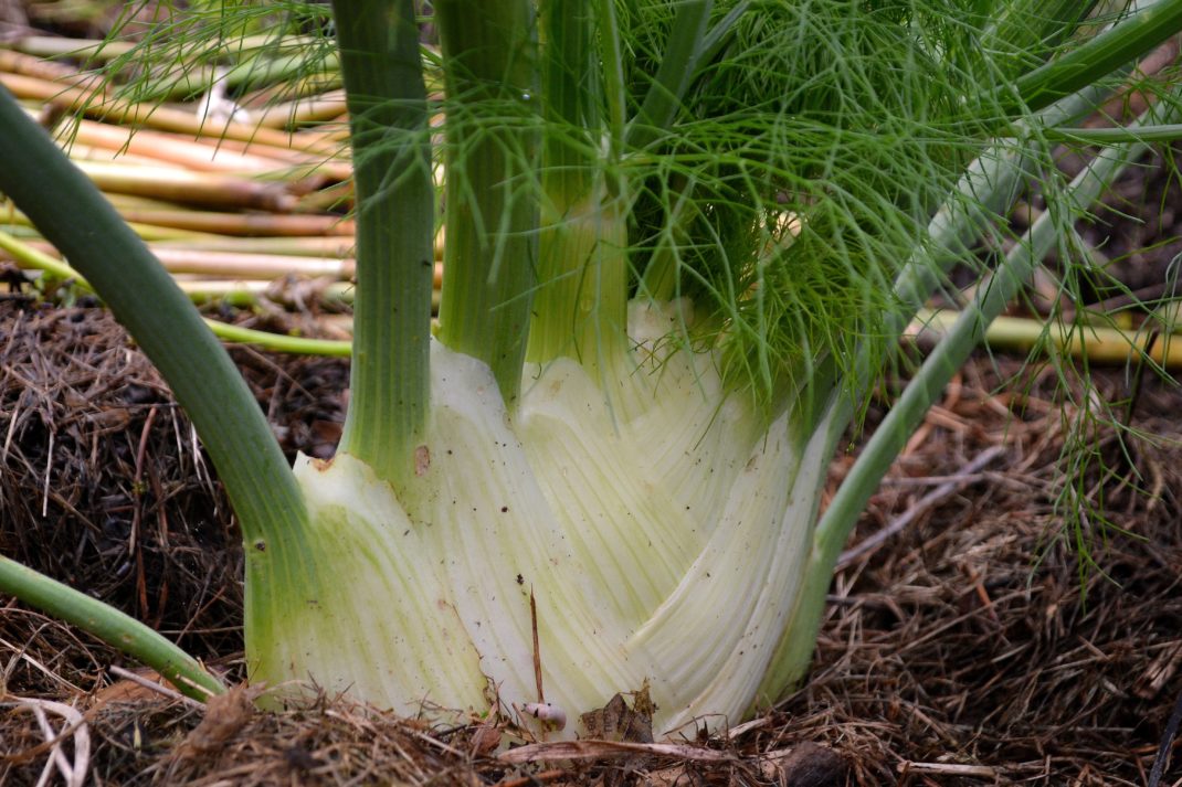 En ståtlig fänkål som odlas i täckmaterial av gräsklipp. Harvesting tips, fennel bulb. 