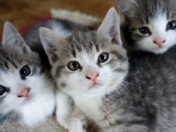 Tre näpna små kattungar i grått och vitt bredvid varandra, alla tittar i kameran.