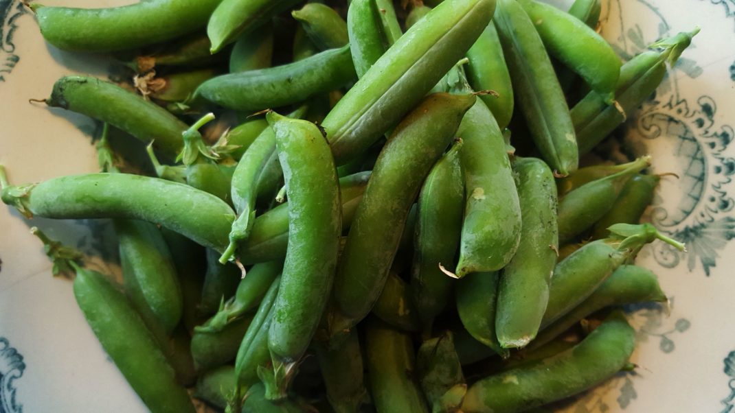 En tallrik med färska, ej skalade, gröna ärter. Harvesting tips, peas. 