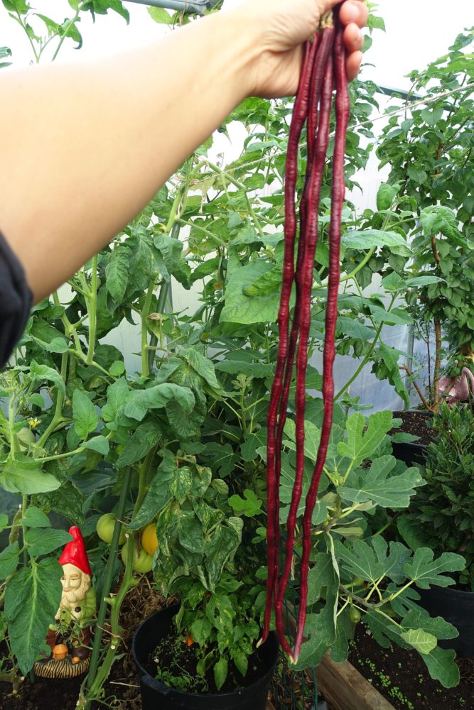 En hand håller upp ett knippe jättelånga röda bönor. Yard-long bean, a handful of beans.