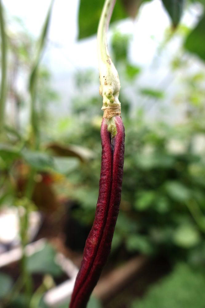 En närbild på bönans fäste i stjälken, med en liten öppning som precis ser ut som en detalj ur en kvinnas underliv. Yard-long bean, close-up. 