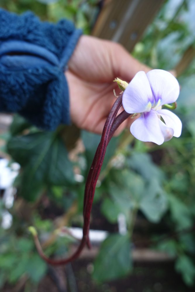 En hand håller upp ett knippe bönor där en lila blomma syns. Yard-long bean, flower. 