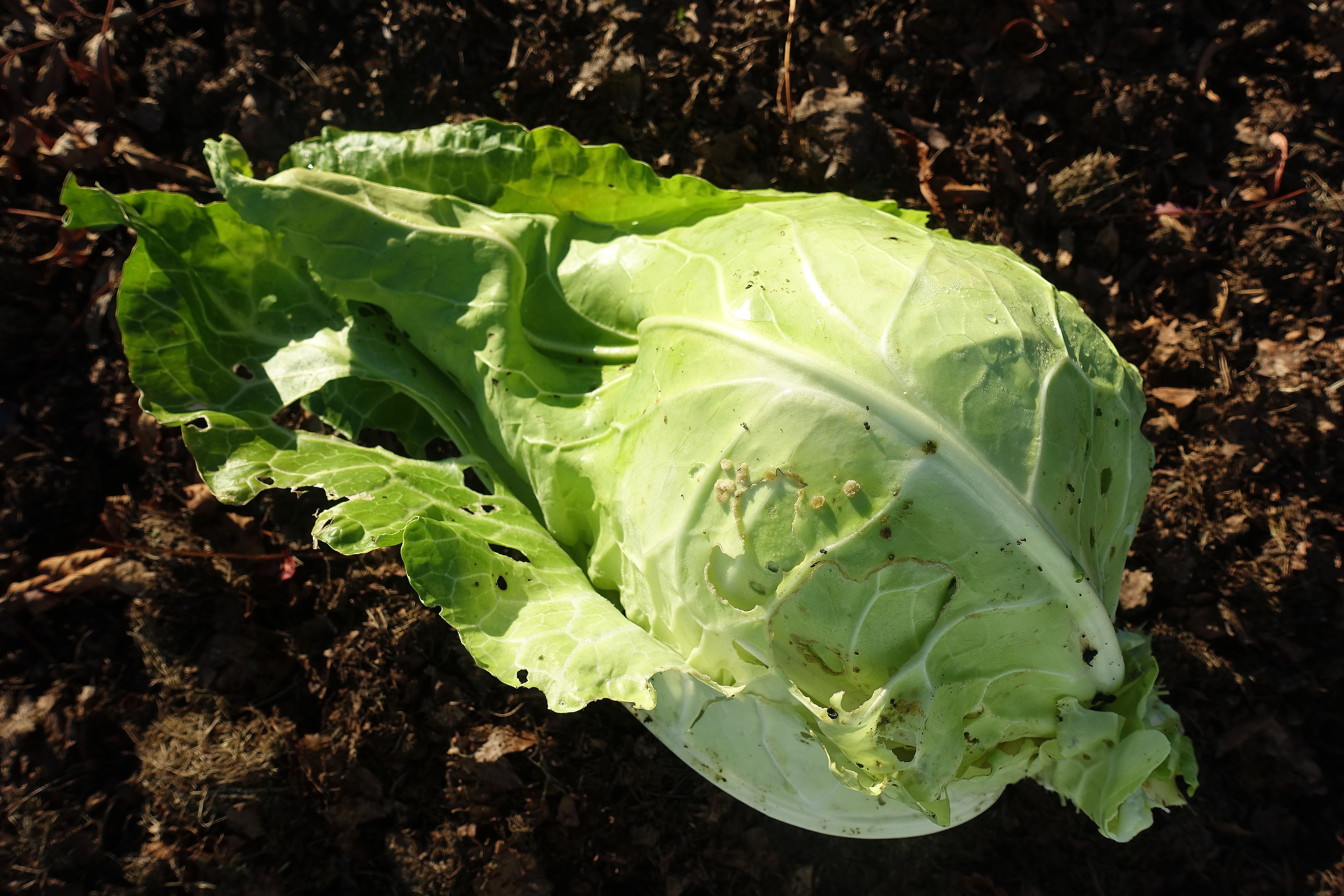 sarabackmo_cabbage_filderkraut Sara Bäckmo