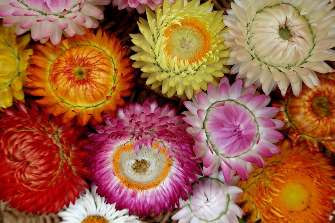 Ett fat med färgglada vackra blommor bredvid varandra.
