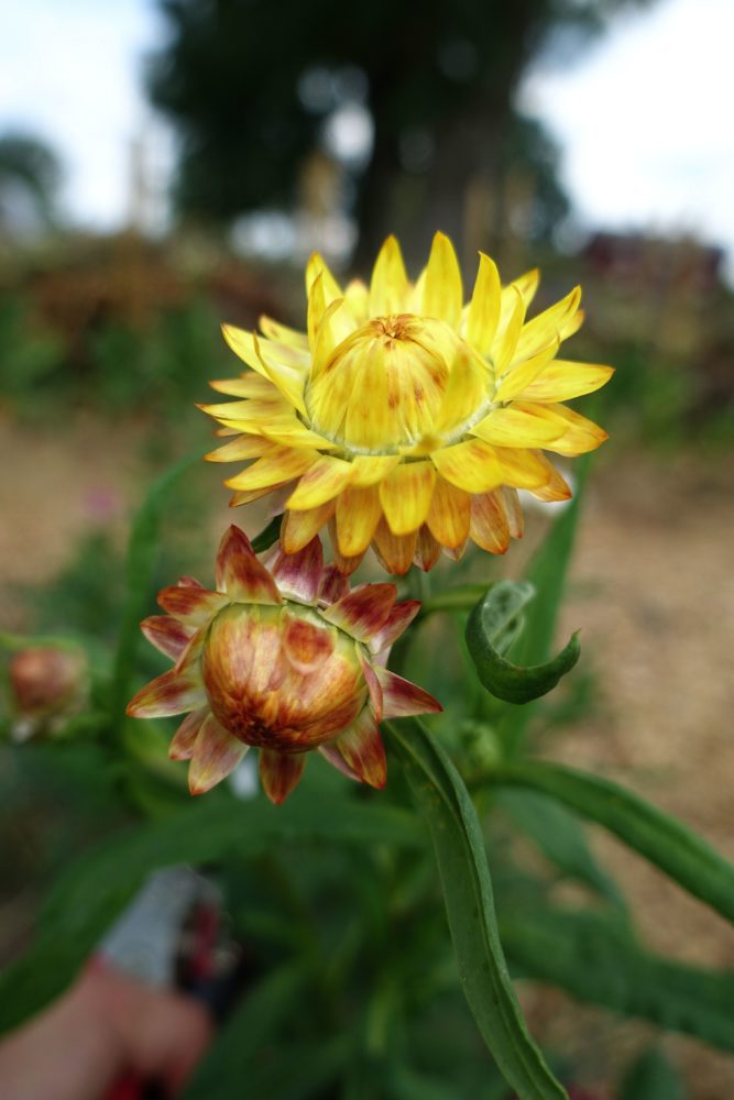 En bild på en gul blomma och en knopp. Yellow everlasting flower. 