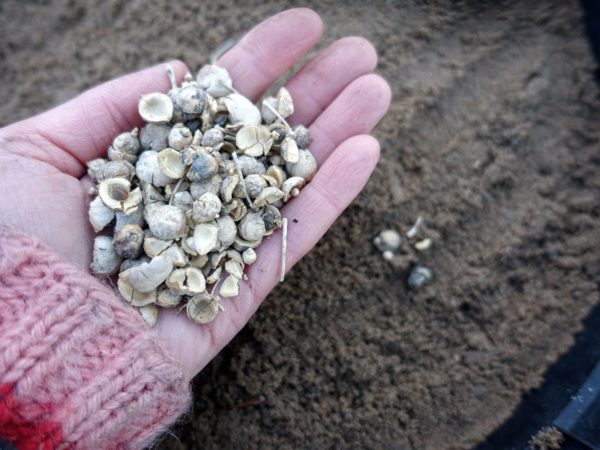 En hand håller fröer av strandkål över en kruka fylld med sand.