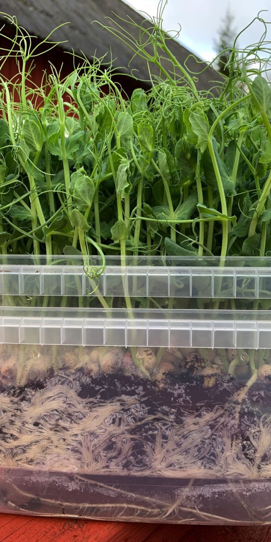 Pea shoots in pots with boxes.
