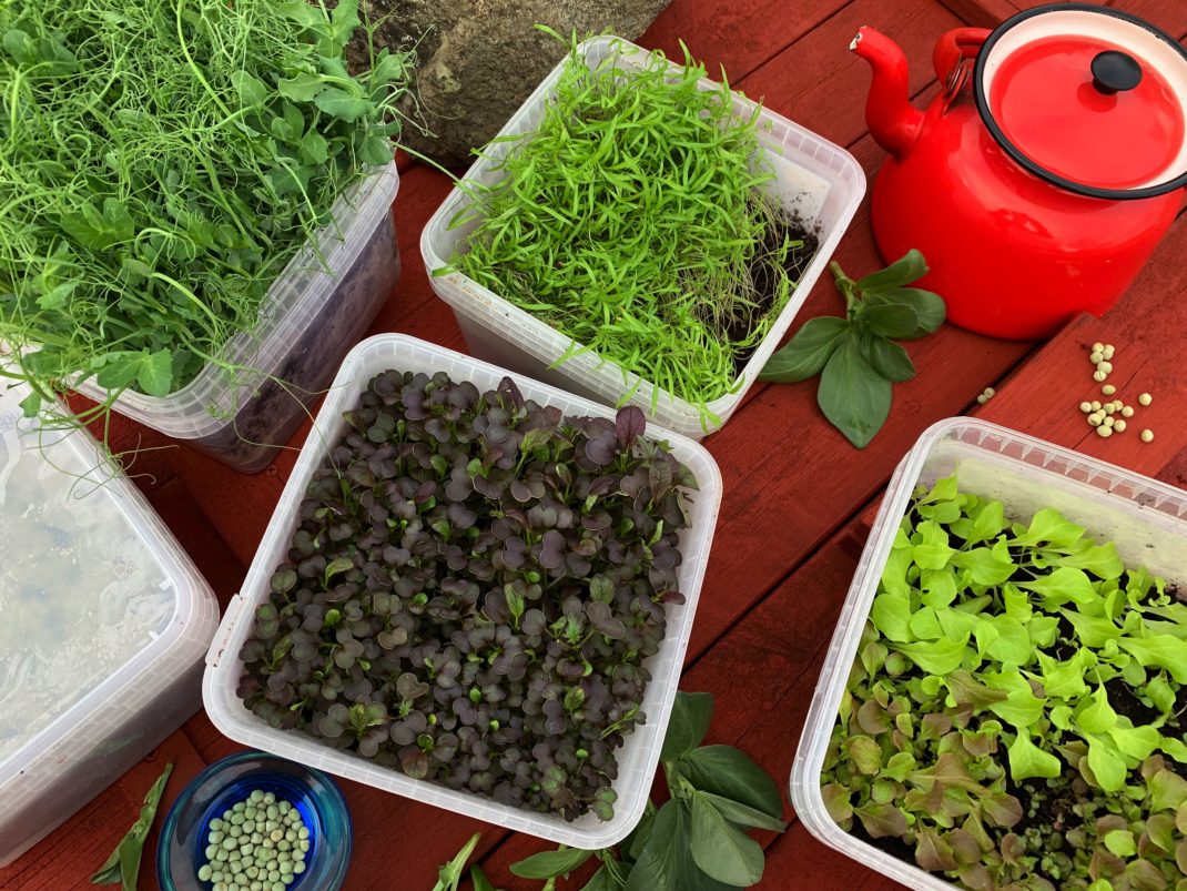 En arrangerad bild med byttor av gröna och röda blad. Grow pea shoots indoors, green and red leaves. 