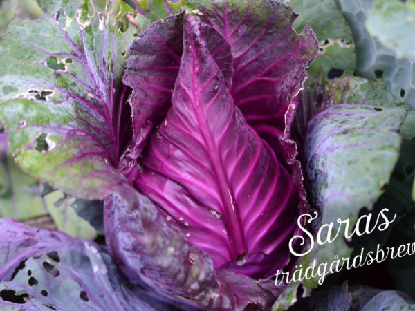 Foto av en läckert lila spetskål med snirklig text Saras trädgårdsbrev på.