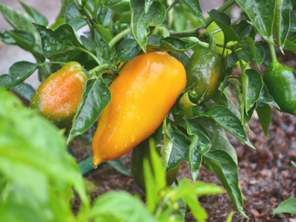 En liten planta med orange paprika.