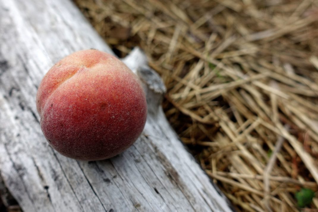 En ensam frukt med rött skal fotograferat på en vindpinad grå bräda. Peach varieties, a lone fruit with red skin. 