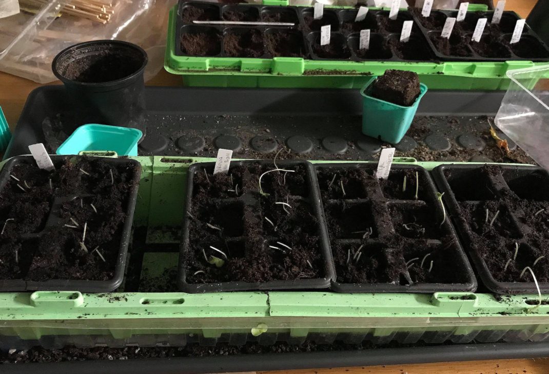 Bild på ett såtråg med mycket jord och små stjälkar som letar sig upp ur den. Leggy plants, a trough with plenty of soil and stalks growing.