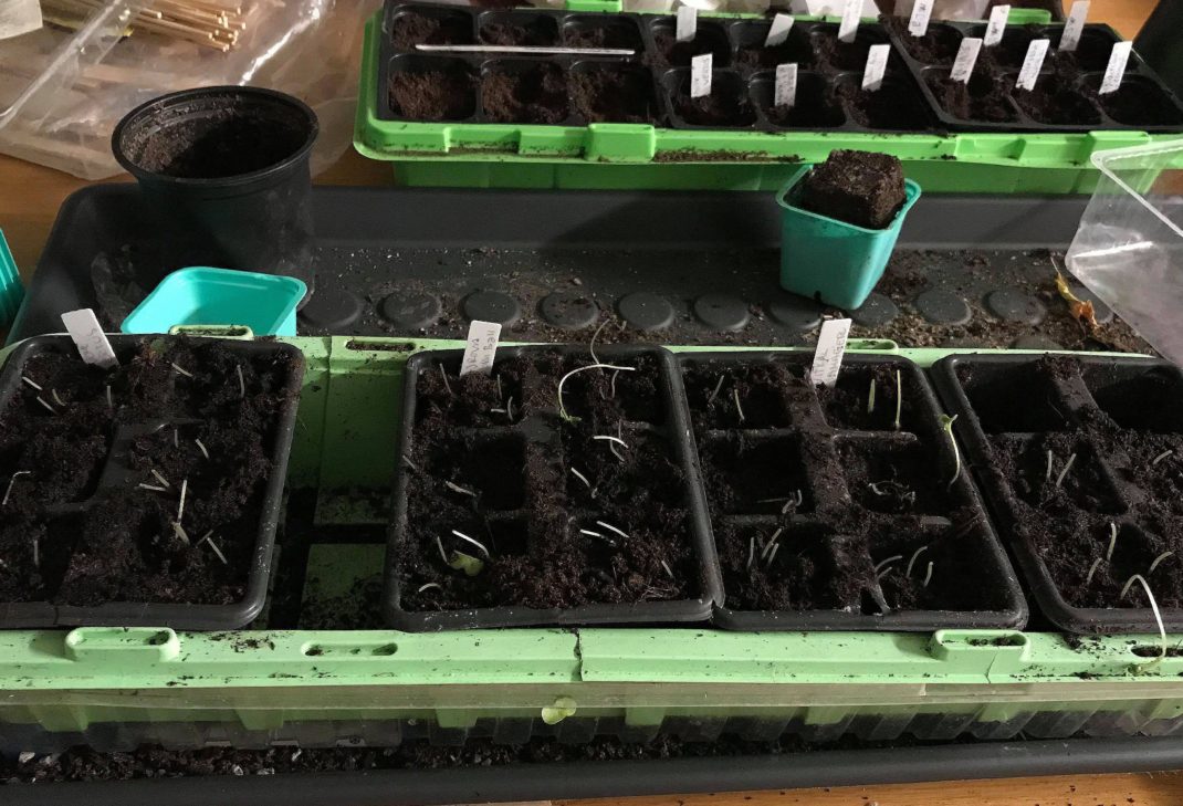 Bild på ett såtråg med mycket jord och små stjälkar som letar sig upp ur den. Leggy plants, a trough with plenty of soil and stalks growing. 