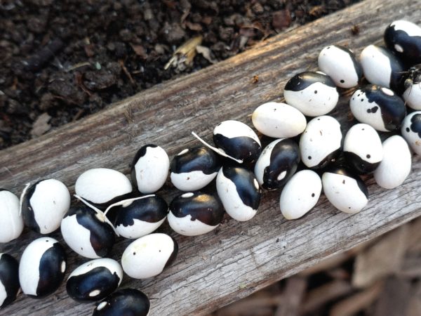 Vackert svarta och vita ovala bönor ligger på en träbit.